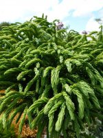 Cryptomeria japonica Globosa Nana