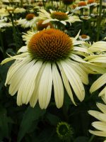 Echinacea purpurea Alba