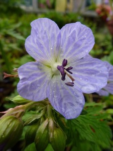 Geranium pratense Mrs Kendall Clark