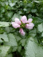 Lamium maculatum Pink Pewter Lamium maculatum Pink Pewter