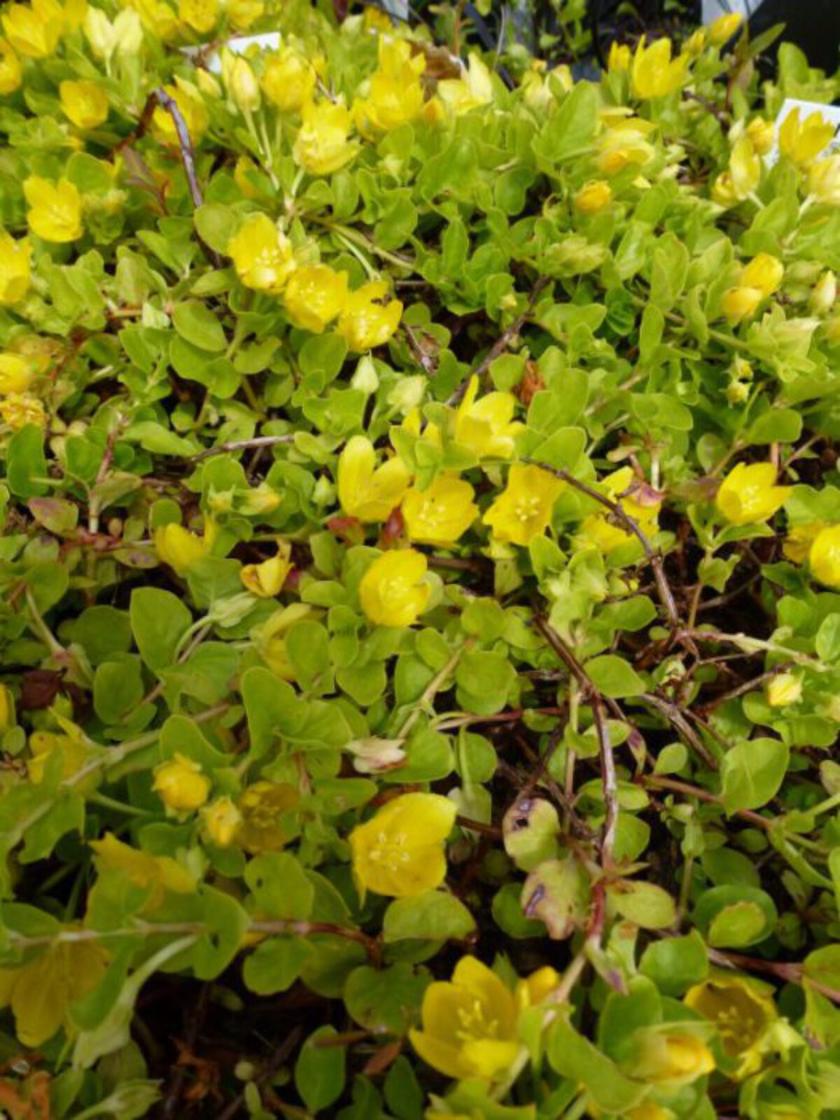 Lysimachia Nummularia Penningkruid Alles Over De Verzorging En Bloei