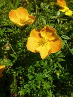 Potentilla fruticosa Tangerine