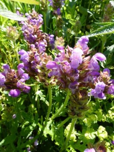 Prunella grandiflora Prunella grandiflora