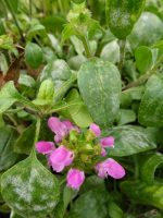 Prunella webbiana Rosea