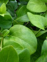 Vinca major Vinca major