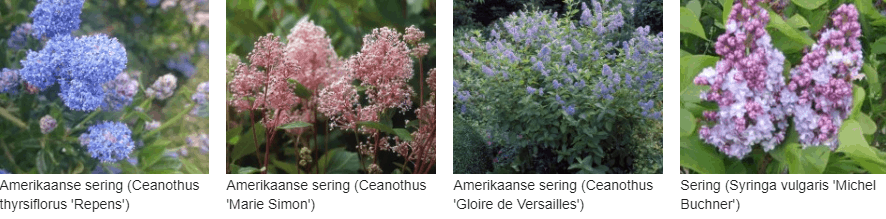 Amerikaanse Sering kopen