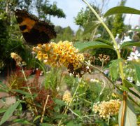 Buddleja weyeriana Sungold Buddleja weyeriana Sungold