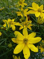 Coreopsis verticillata Zagreb Coreopsis verticillata Zagreb