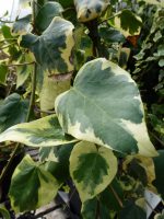 Hedera colchica Dentata Variegata Hedera colchica Dentata Variegata