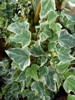 Hedera helix Glacier