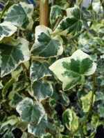 Hedera helix Marginata Elegantissima