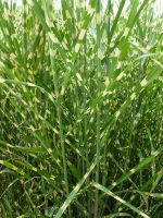 Miscanthus sinensis Strictus