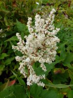 Persicaria polymorpha Persicaria polymorpha