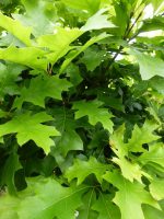 Quercus palustris Green Dwarf Quercus palustris Green Dwarf