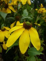 Rudbeckia nitida Herbstsonne