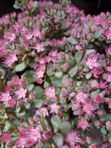 Sedum cauticola Lidakense