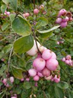 Symphoricarpos doorenbosii Amethyst