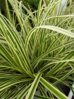 Carex morrowii aureovariegata