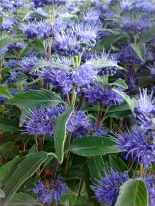 Caryopteris clandonensis Grand Blue