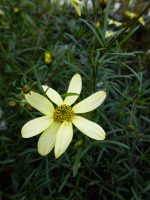 Coreopsis verticillata Moonbeam