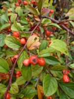 Cotoneaster franchetii