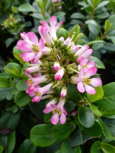 Escallonia leavis Pink Elle