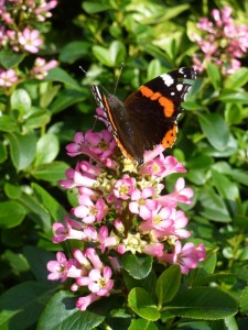 Escallonia leavis Pink Elle