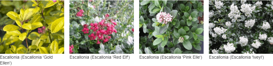 Escallonia kopen