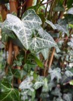 Hedera helix Baltica