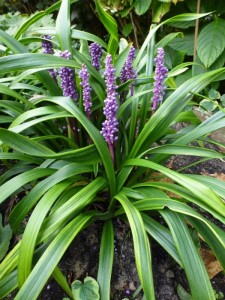 Liriope muscari Gold Banded Liriope muscari Gold Banded