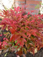 Nandina Magical Sunrise Nandina Magical Sunrise