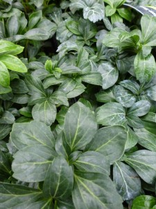 Pachysandra terminalis Green Sheen