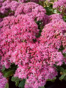 Sedum telephium Munstead Dark Red