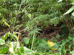 Takkenbos als egelnest