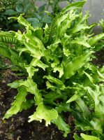 Asplenium scolopendrium Angustatum