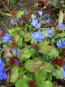 Ceratostigma plumbaginoides