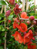Chaenomeles japonica Sargentii Japanse Kwee