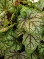 Heuchera Green Spice Heuchera Green Spice