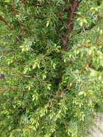 Juniperus communis Hibernica Juniperus communis Hibernica