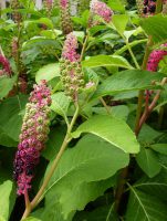 Phytolacca