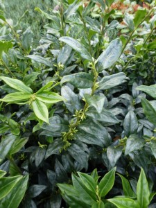 Sarcococca confusa