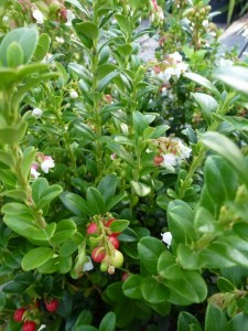 Vaccinium vitis-idaea Miss Cherry