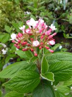 Viburnum burkwoodii Mohawk