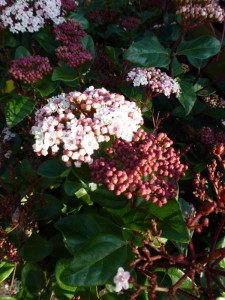 Viburnum tinus Lisa Rose