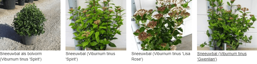 Viburnum tinus kopen