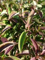 Viburnum xhillieri Winton