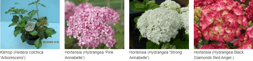 Hortensia kopen