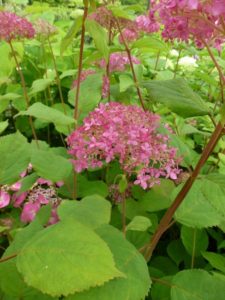 Hydrangea Pink Annabelle