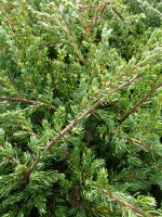 Juniperus communis Repanda