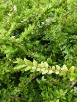 Lonicera nitida Maigrun Lonicera nitida Maigrun